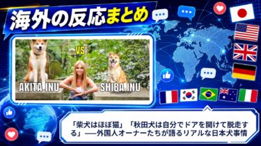 【海外の反応】「柴犬はほぼ猫」「秋田犬は自分でドアを開けて脱走する」——外国人オーナーたちが語るリアルな日本犬事情